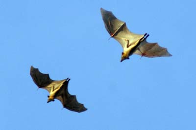 Bats Sky